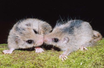 Japanese dormouse