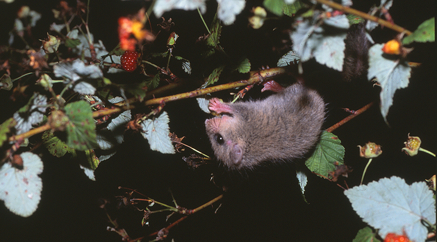 Japanese dormouse