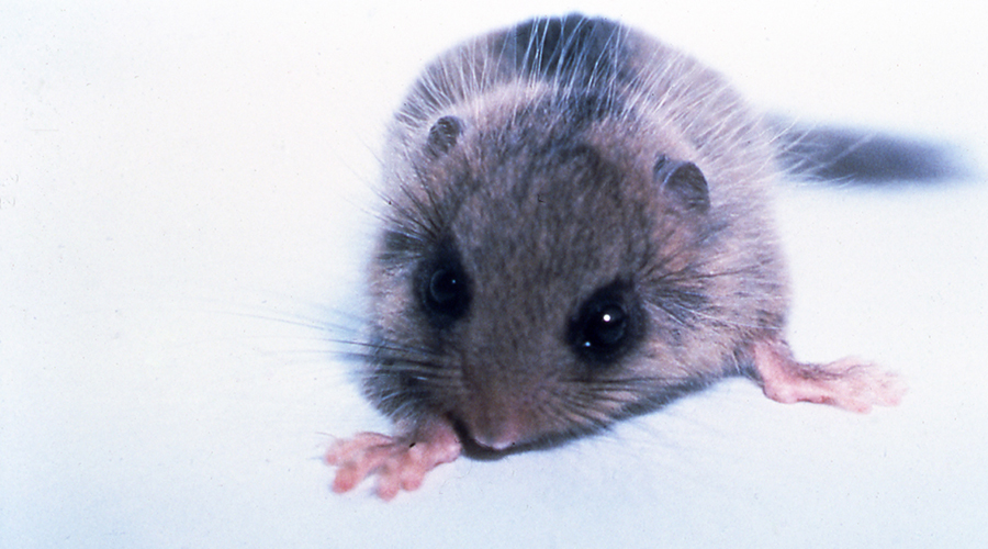 Japanese dormouse