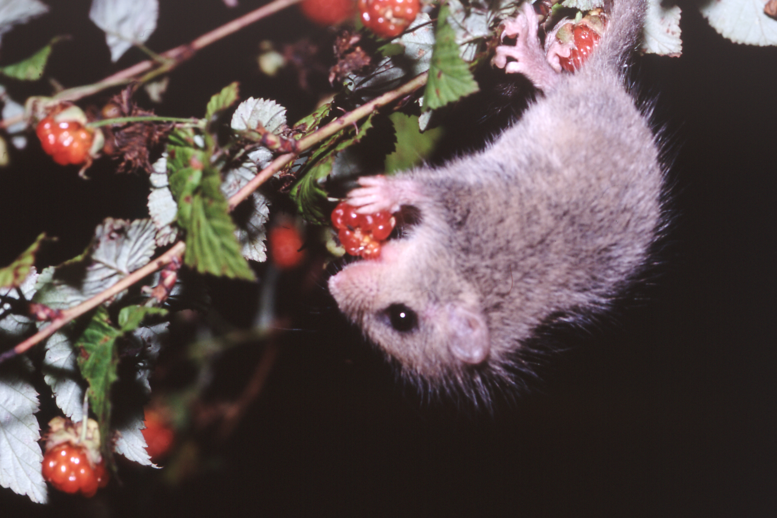 「ヤマネ」ってなに？ - ヤマネ・いきもの研究所｜Dormouse & Wildlife Institute